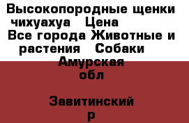 Высокопородные щенки чихуахуа › Цена ­ 25 000 - Все города Животные и растения » Собаки   . Амурская обл.,Завитинский р-н